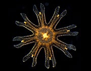 75 ephyra aurelia pacific
